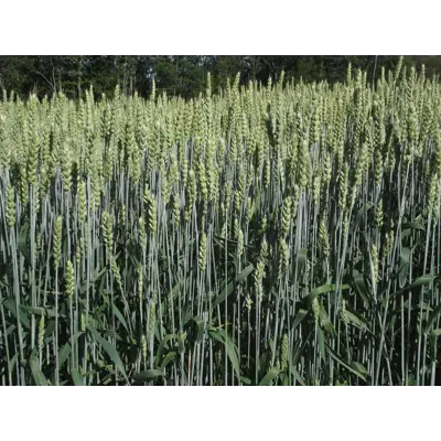 Bernstein Høsthvete 600 kg