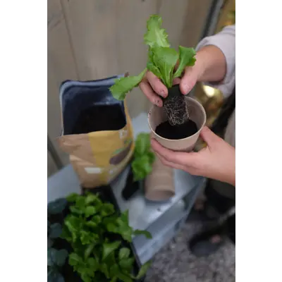 Biohumus Root 4L, bilde 2