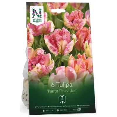 Høstløk papegøyetulipan Parrot Pinkvision