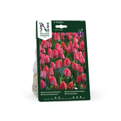 Høstløk tulipan Van Eijk