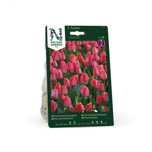 Høstløk tulipan Van Eijk