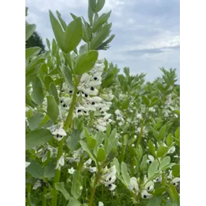 Futura Kl C2 Åkerbønne 500 kg