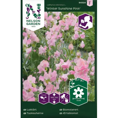 Frø blomsterert Winter Sunshine Pink