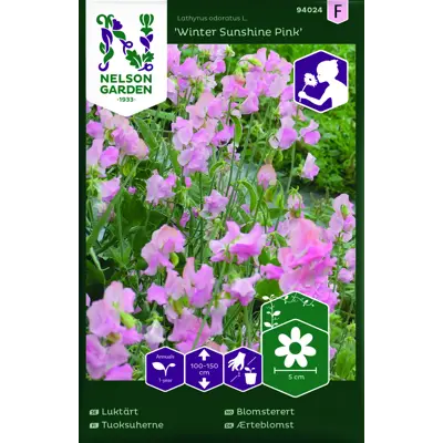 Frø blomsterert Winter Sunshine Pink