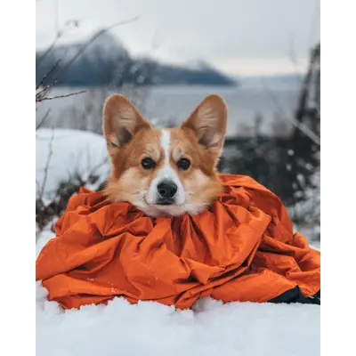Sovepose Protector til hund orange, bilde 5