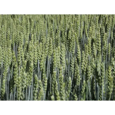 Mirakel Vårhvete ThermoSeed 600 kg