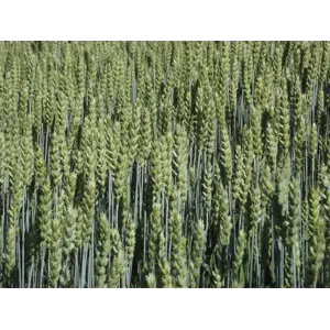 Mirakel Vårhvete ThermoSeed 600 kg