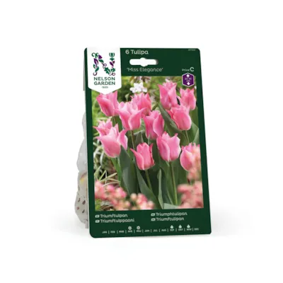 Høstløk tulipan Miss Elegance