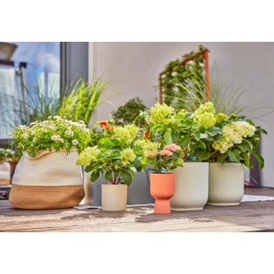 MDS startsett terrasse, bilde 2