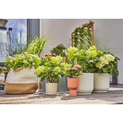 MDS startsett terrasse, bilde 2