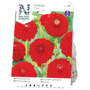 Vårløk pompon-georgine Snowflake