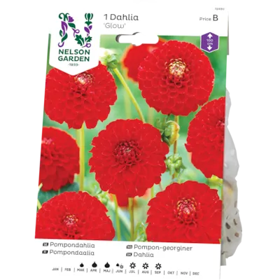 Vårløk pompon-georgine Snowflake