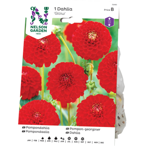 Vårløk pompon-georgine Snowflake