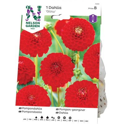 Vårløk pompon-georgine Snowflake