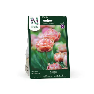 Høstløk tulipan Copper Image