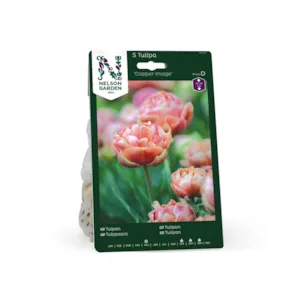 Høstløk tulipan Copper Image