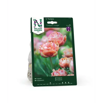 Høstløk tulipan Copper Image