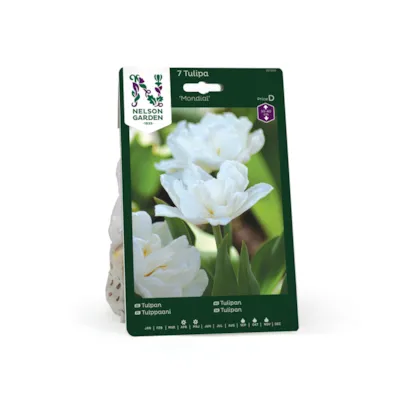 Høstløk tulipan Mondial