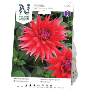 Vårløk kaktusgeorgine Witteman's Best