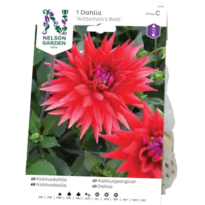 Vårløk kaktusgeorgine Witteman's Best