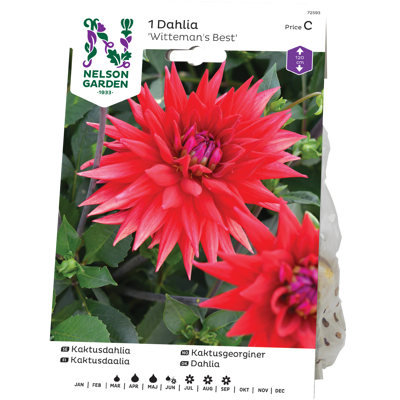 Vårløk kaktusgeorgine Witteman's Best