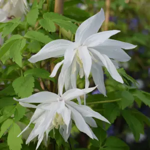 Klematis