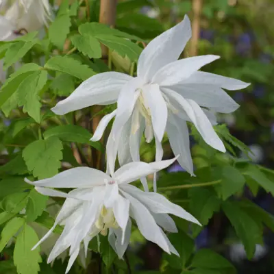 Klematis