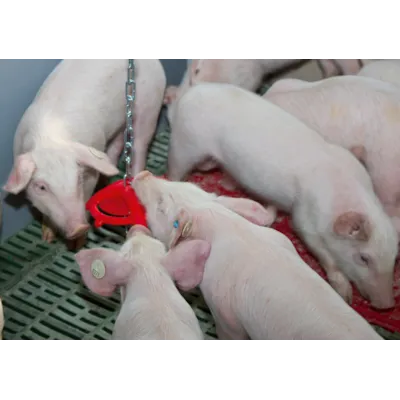 Leketøy til smågris, bilde 2