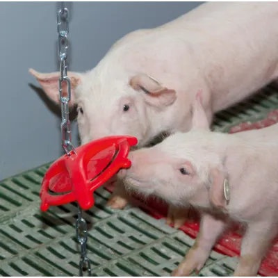 Leketøy til smågris, bilde 3