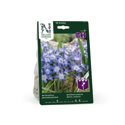 Høstløk nikkesnøstjerne