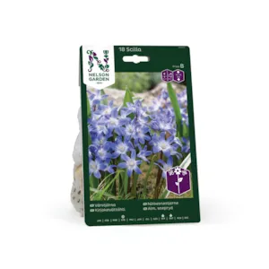 Høstløk nikkesnøstjerne