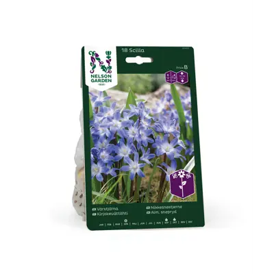 Høstløk nikkesnøstjerne