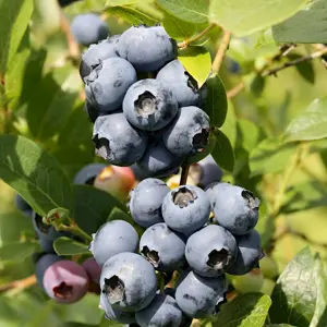 Blåbær Northland