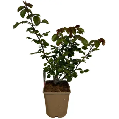 Stilkrose Dame de Coeur, bilde 2