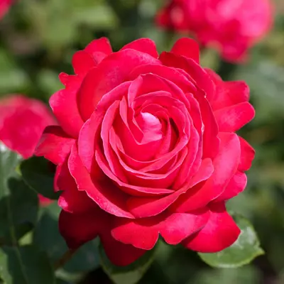 Stilkrose Dame de Coeur