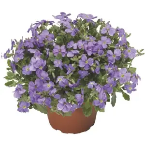 Aubrieta