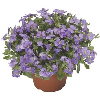 Aubrieta