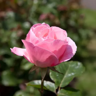 Rose Queen Elisabeth