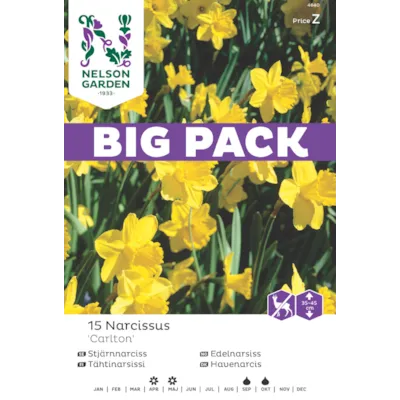 Høstløk edelnarsiss Carlton, bilde 3