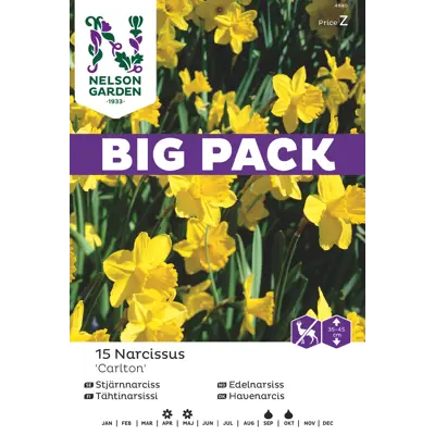 Høstløk edelnarsiss Carlton, bilde 3