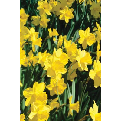 Høstløk edelnarsiss Carlton, bilde 2