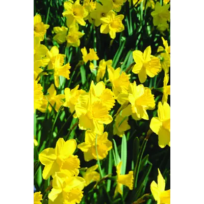 Høstløk edelnarsiss Carlton, bilde 2