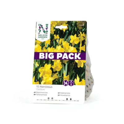 Høstløk edelnarsiss Carlton