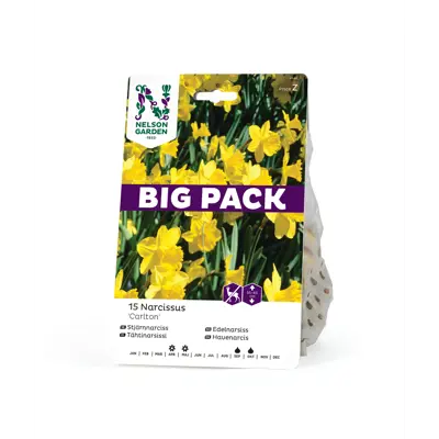 Høstløk edelnarsiss Carlton