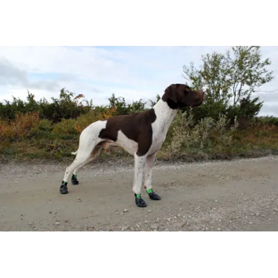 Potesokker Slite grå 4 pk, bilde 5