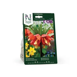 Høstløk keiserkrone Rubra Maxima