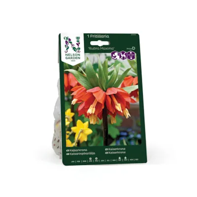 Høstløk keiserkrone Rubra Maxima