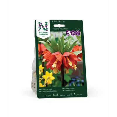 Høstløk keiserkrone Rubra Maxima