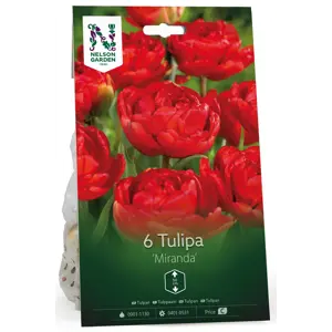 Høstløk tulipan Miranda
