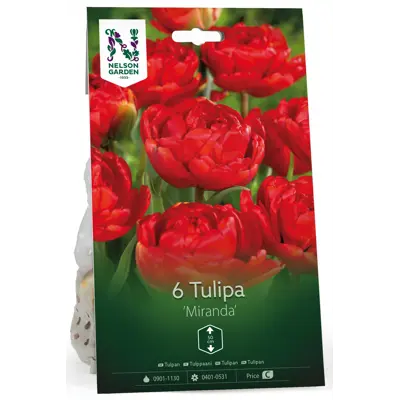 Høstløk tulipan Miranda
